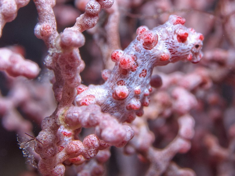 Pygmy Seahorse, Trawangan Slope